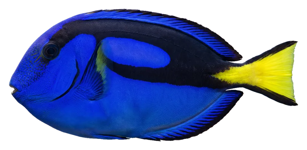 Blue tang, photographed on a transparent background